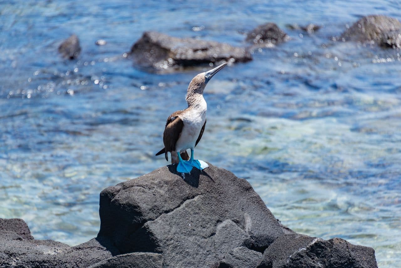 Galapagos